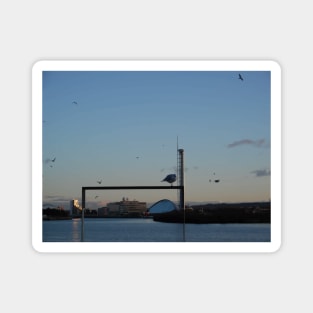 Scottish Photography Series (Vectorized) - Seagull Flock Over the Clyde Magnet