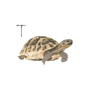 T for turtle alphabet illustration, pencil illustration from my alphabet series T-Shirt