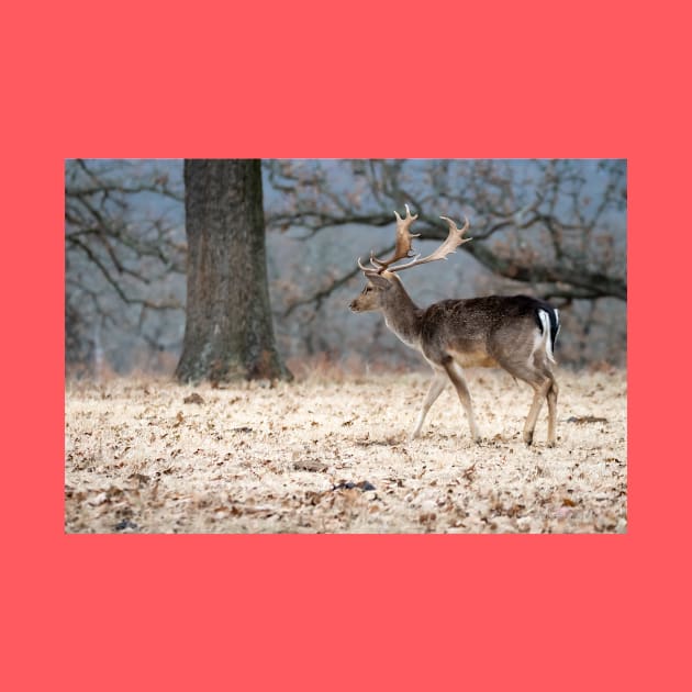 North European Fallow Deer at Woolaroc Oklahoma by Debra Martz