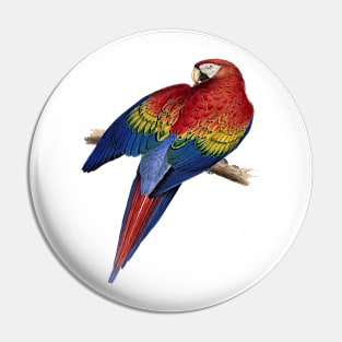 Scarlet Macaw Perched On A Branch Illustration Pin