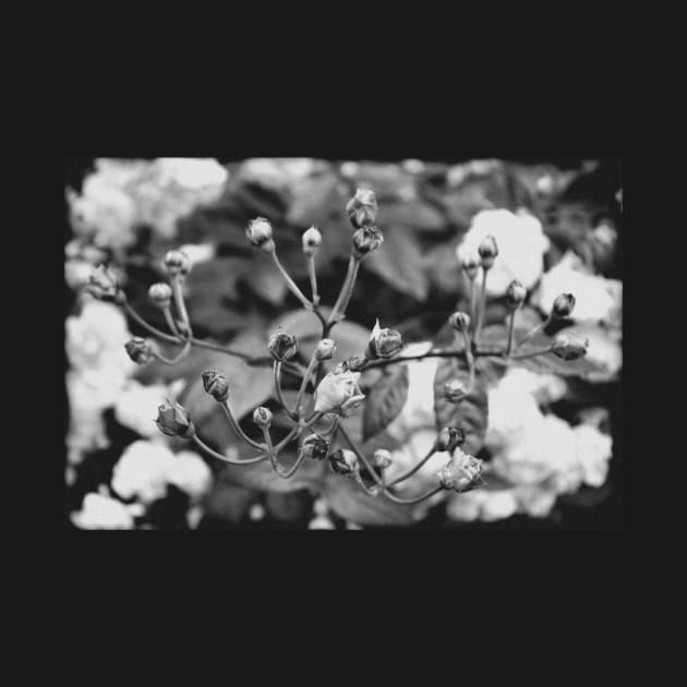 Vintage rose buds on a black and white film by chiaravisuals