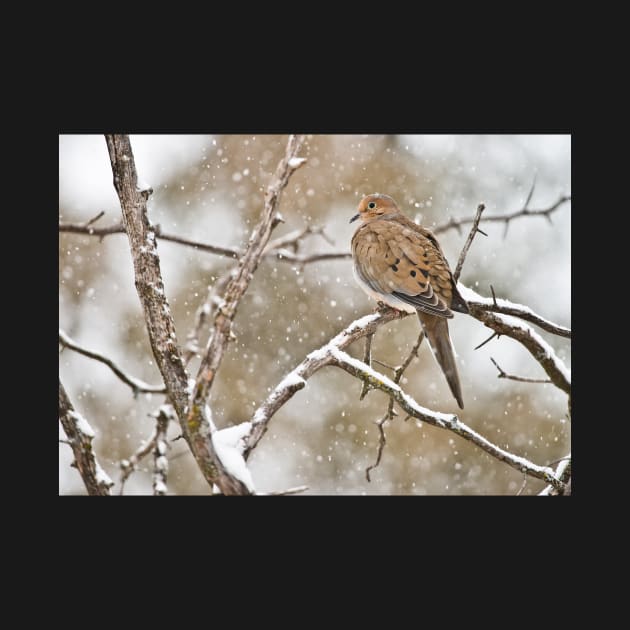 Mourning Dove by jaydee1400