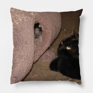 Captivated cat Pillow