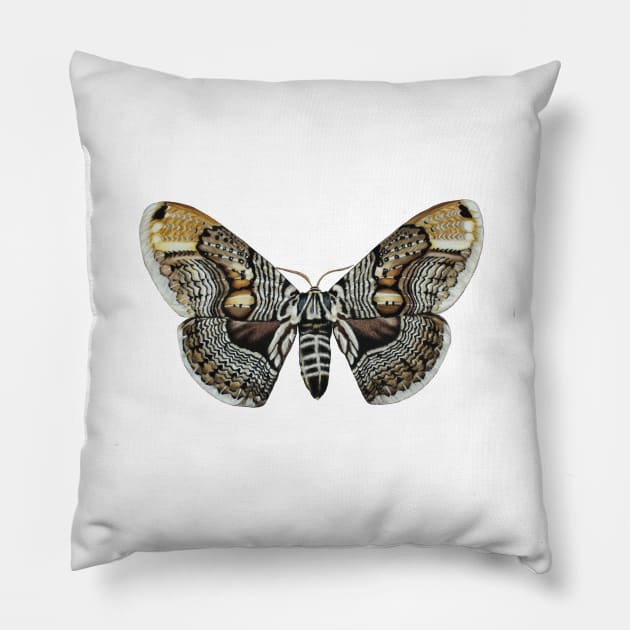 Brahmin moth Pillow by Rachellily