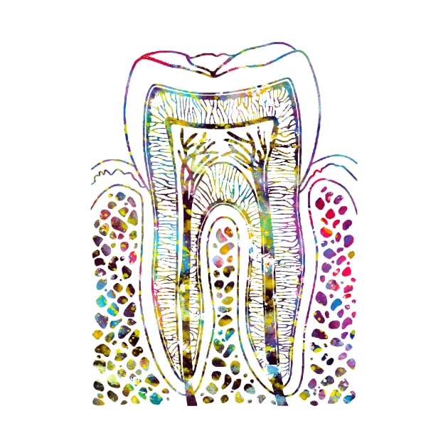 Tooth Structure by erzebeth