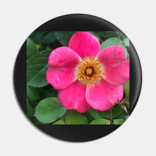 Radiant Pink Rock Rose Sweetness Pin