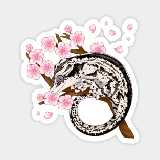 Black And White Stripe Gargoyle Gecko With Sakura Flowers Magnet