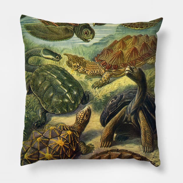 Sea Turtles and Tortoises, Chelonia by Ernst Haeckel Pillow by MasterpieceCafe