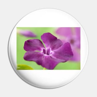 Vinca minor  &#39;Atropurpurea&#39;   AGM  Dark purple-flowered periwinkle  Syn.  Vinca minor &#39;Purpurea&#39;  Vinca minor &#39;Rubra&#39; Pin