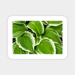 Hosta Leaves In The Rain 1 Magnet