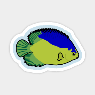 Colin’s Angelfish Magnet