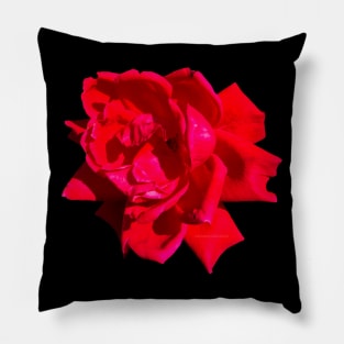 Red Rose Bloom Pillow