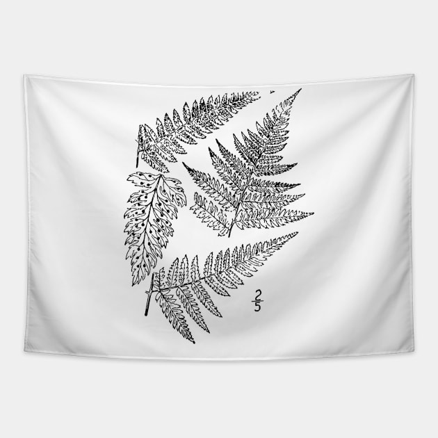 Botanical Scientific Illustration Black and White Fern Tapestry by pahleeloola