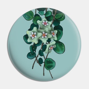 Hoya serpens in bloom Pin