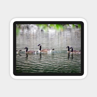 Geese on Peaceful Pond Country Living Photograph Beautiful Photography Art Geese on Lake Magnet