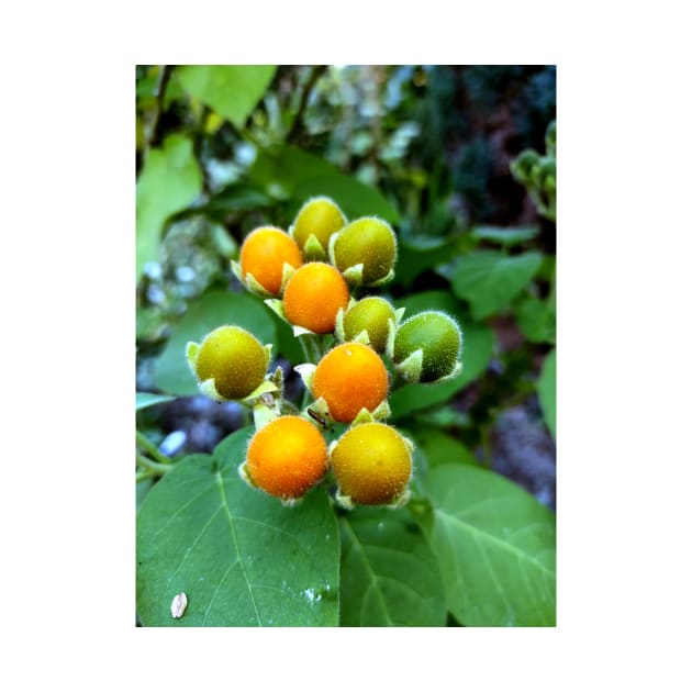 Tasty velvet peach (Solanum abutiloides).Dwarf tree tomato by Gourmetkater