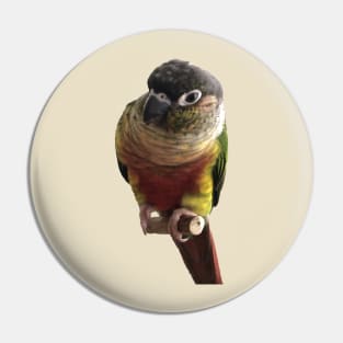 Green Cheek Conure Parrot Bird design, Love for birds Pin