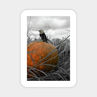 Pumpkin Patch Magnet