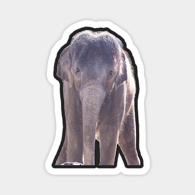 Asian Elephant Magnet by Sharonzoolady