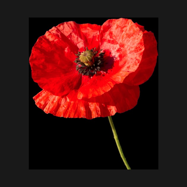 Poppy by Violaman