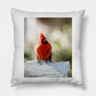 Male cardinal Pillow