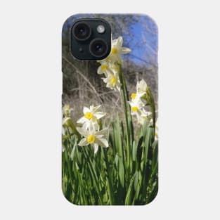 White and Yellow Daffodils Against a Blue California Spring Sky Phone Case