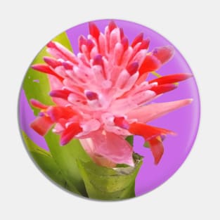 Colorful Tropical Bromeliad Flower in Pink, Purple, Lavender and Green Pin