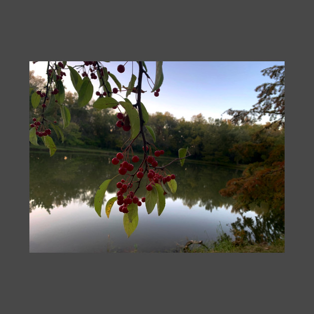 Red Berries Against a Peaceful Pond - Tomahawk Creek Pond Overland Park KS by Zen Goat 