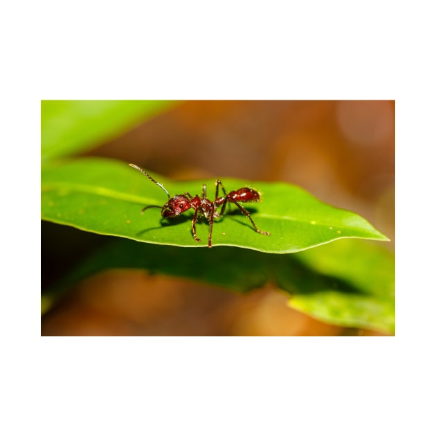 A bullet ant, Paraponera clavata by GrahamPrentice