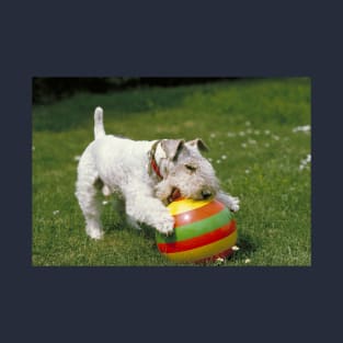 Wire-haired Fox Terrier WIth Colorful Ball on the grass T-Shirt