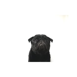 Hugo The Black Pug // T-Shirt