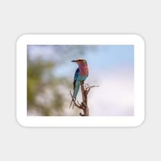 Lilac-breasted Roller - Kruger National Park, South Africa Magnet