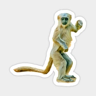 Hi 5 Langur Magnet