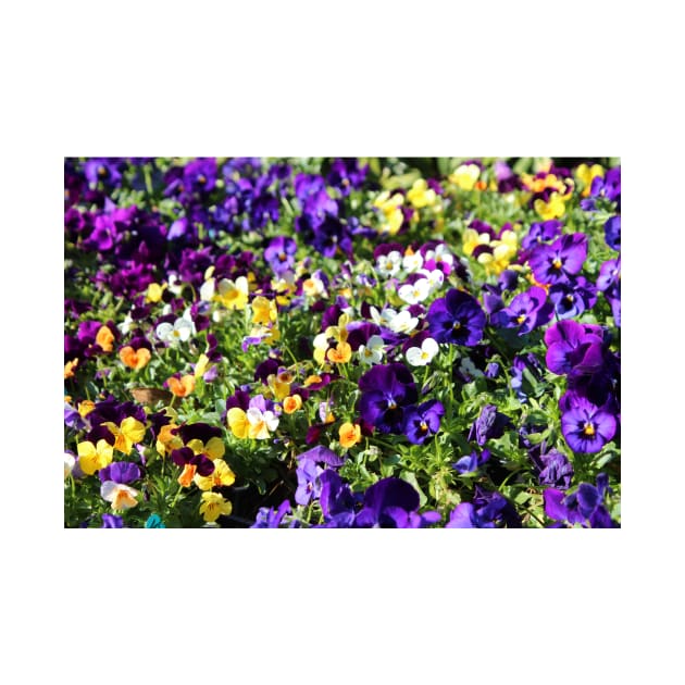 Cheerful Pansies by Cynthia48