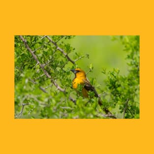 Oriole in the Greenery T-Shirt