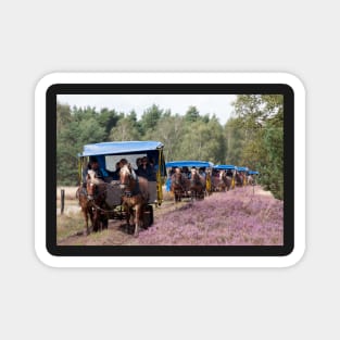 Horse-drawn carriages, nature reserve, Osterheide, Schneverdingen Magnet