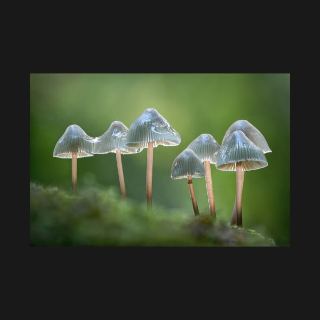 Angels Bonnet Mushrooms with Raindrops by TonyNorth