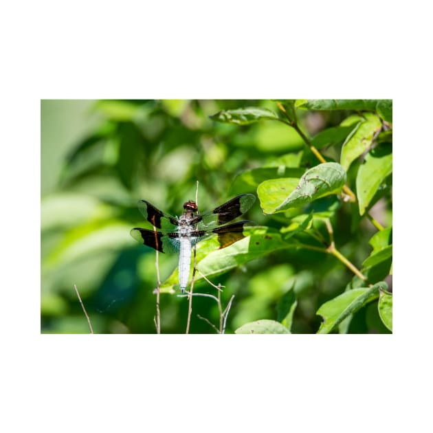 Common Whitetail Dragonfly by Debra Martz by Debra Martz