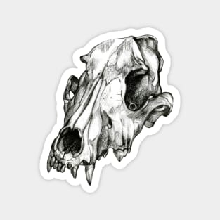 Canine Skull Magnet