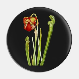 Drummond Pitcherplant - Sarracenia Drummond - Walcott - Botanical Illustration Pin