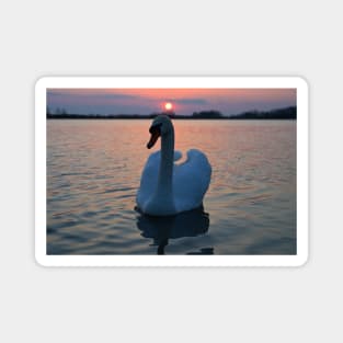 Sunset Swan Magnet