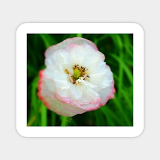 Poppy white flower photo Magnet