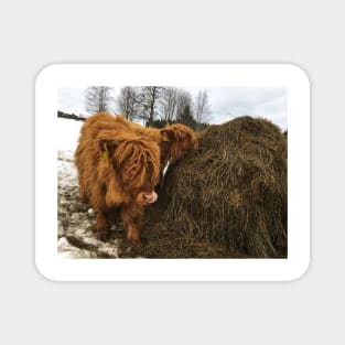 Scottish Highland Cattle Calves 1744 Magnet