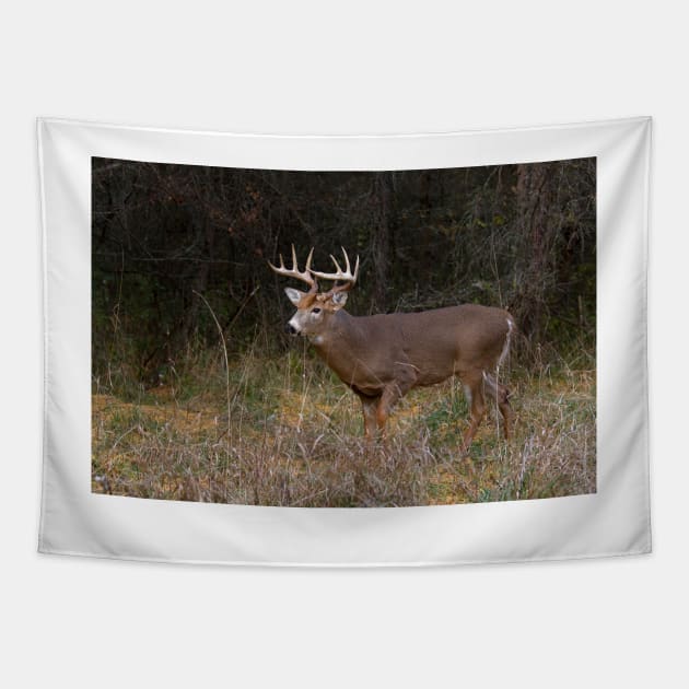 On the hunt - White-tailed deer Buck Tapestry by Jim Cumming