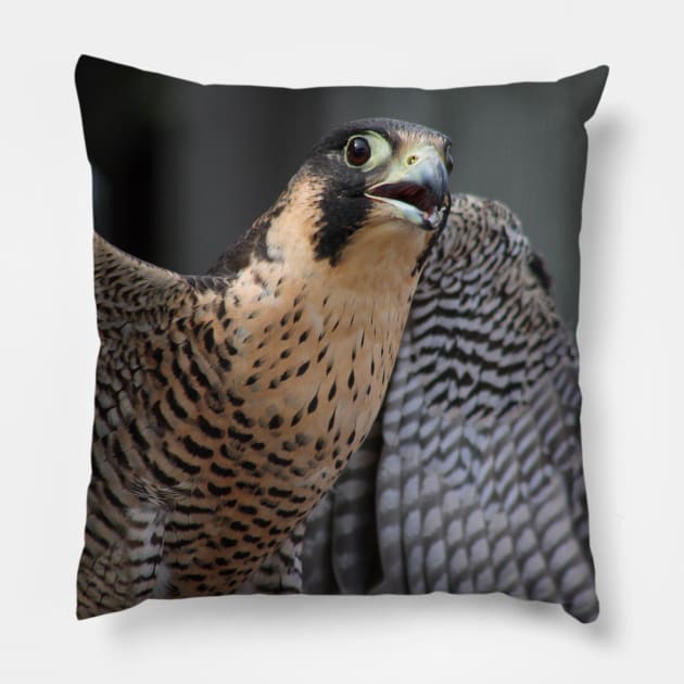 Peregrine Falcon Pillow by Rob Johnson Photography