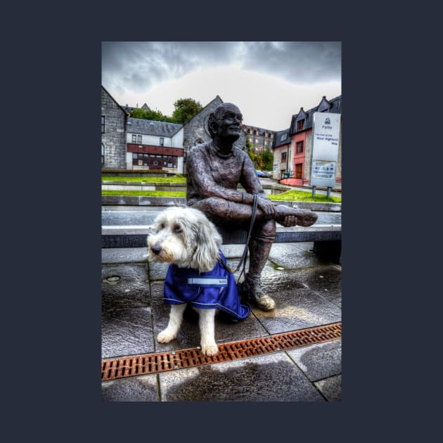 Bearded Collie Missing His Master by tommysphotos