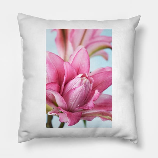 Lilium  Roselily Isabella  Double Oriental hybrid Lily Pillow by chrisburrows