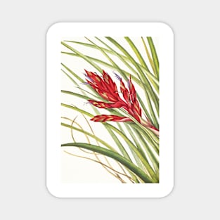 Giant airplant - Botanical Illustration Magnet