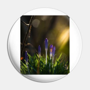 Crocus Pin