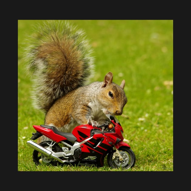 squirrel on motorcycle by Simon-dell